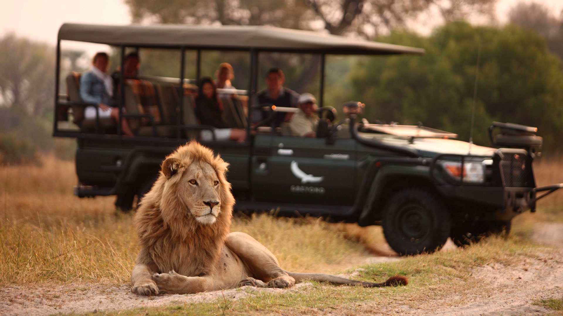 Lion resting beside an open safari vehicle