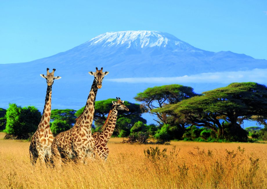 Giraffes on the savannah beneath Mount Kilimanjaro in Tanzania
