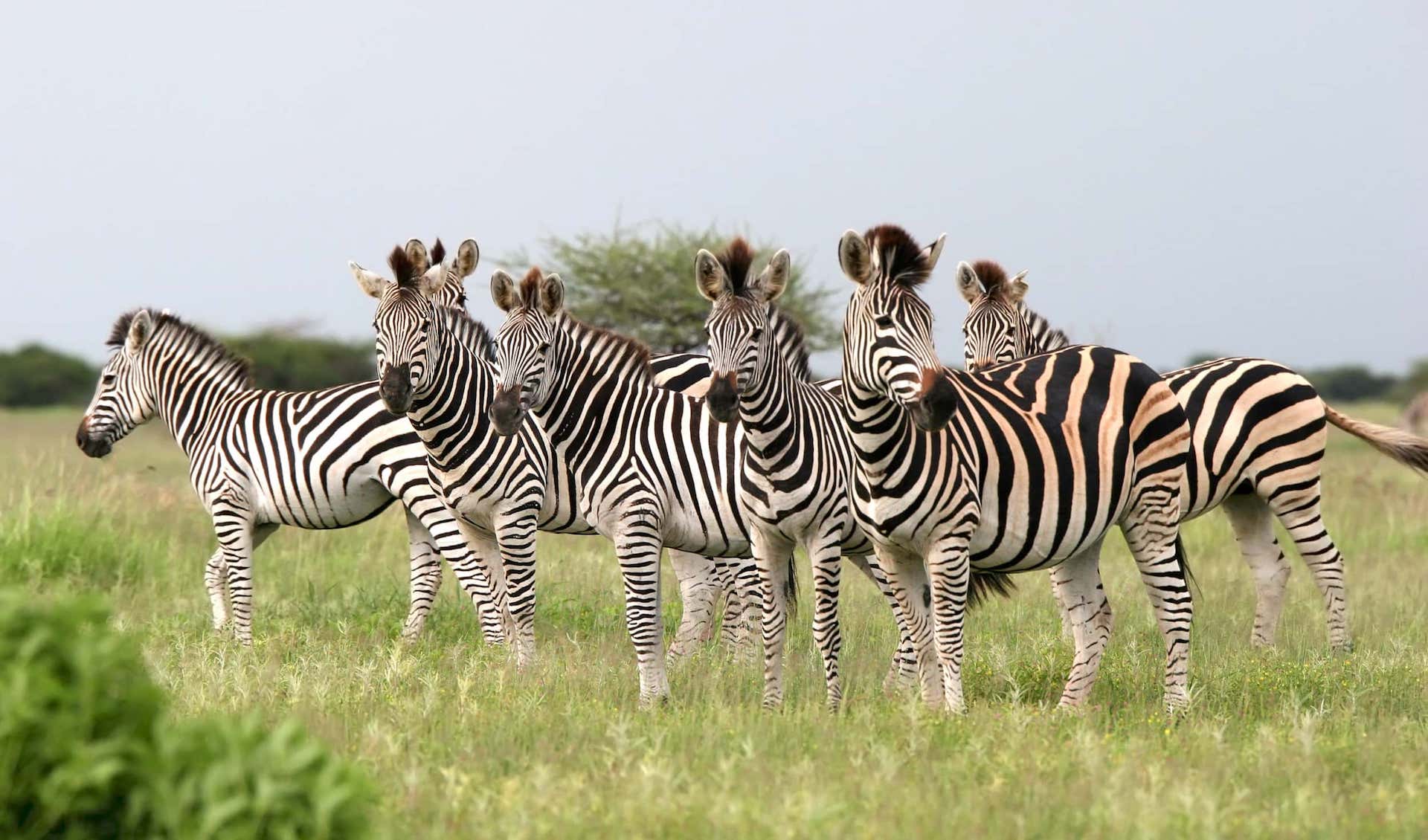 Botswana Safari Packages