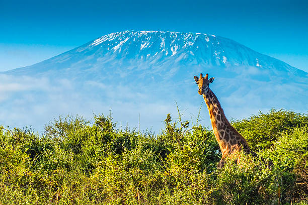 Giraffe standing beneath Mount Kilimanjaro in Tanzania